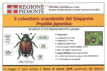 Lotta al coleottero scarabeide  Popillia Japonica